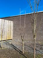 Laagstam Prunus avium ‘Kordia’ | Kersenboom, Ophalen, Halfschaduw, Overige soorten, Lente