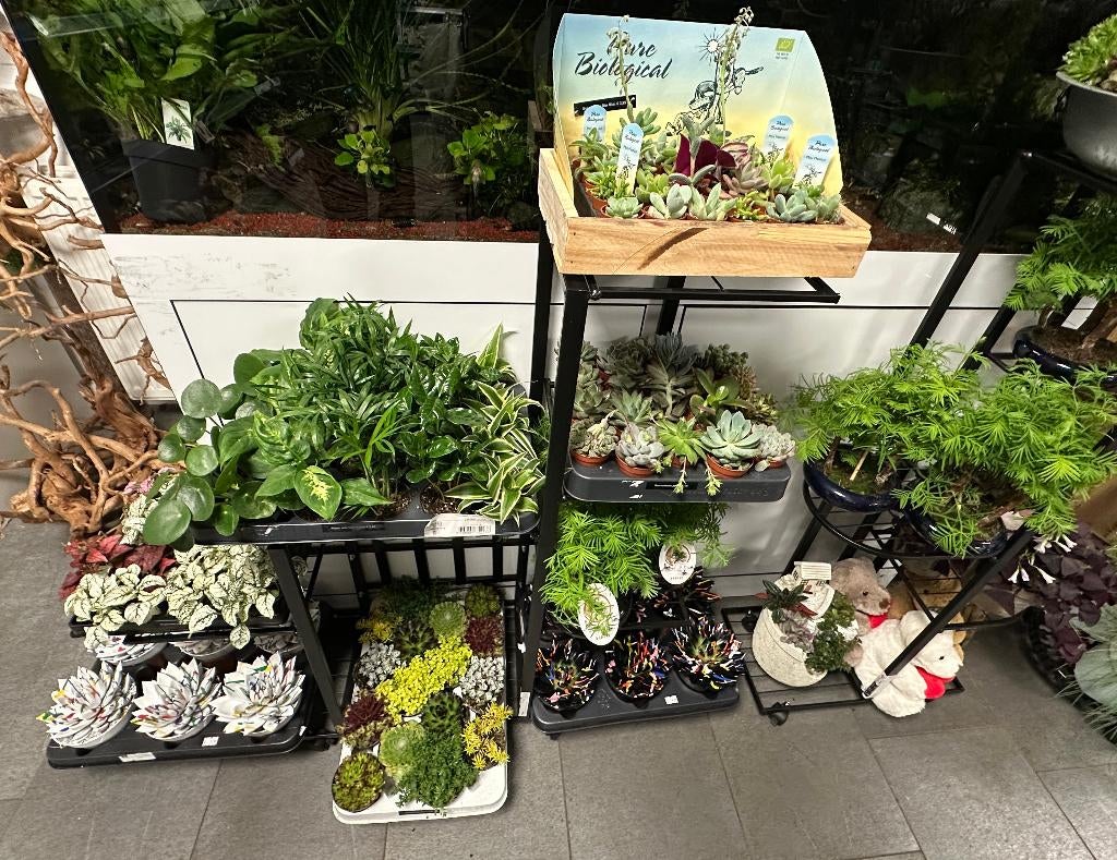Bijzondere Bonsai, terrariumplanten, vijverplanten & cadeaus, Amfibie, 0 tot 2 jaar