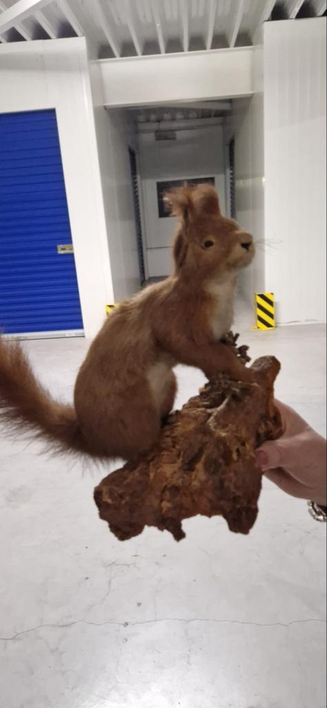 Opgezette eekhoorn op hout, Ophalen, Gebruikt, Wild dier, Opgezet dier