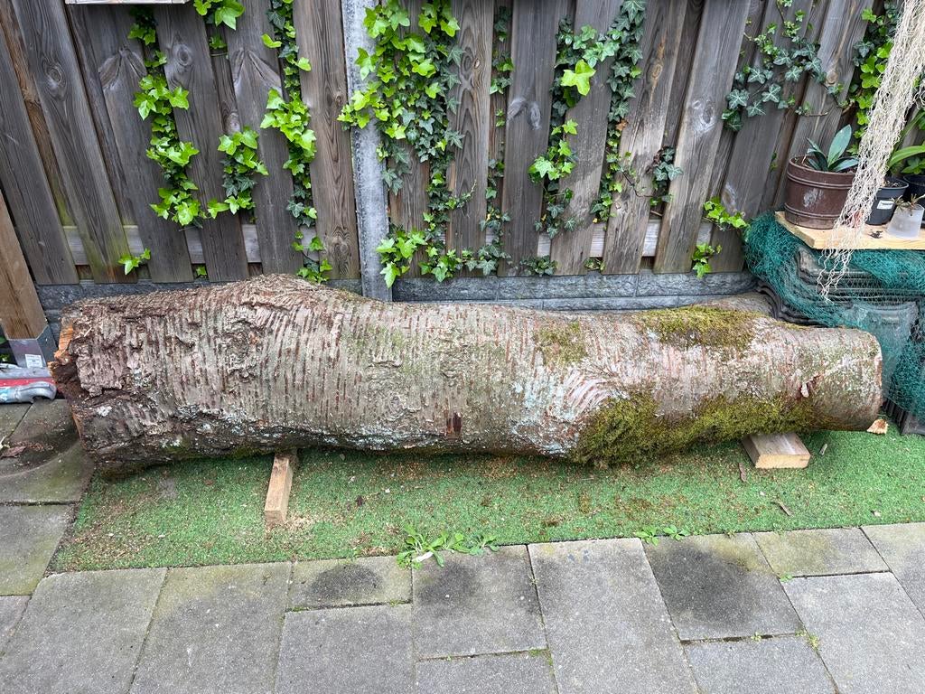 Grote boomstam, Ophalen, Gebruikt, Overige typen, 200 tot 250 cm