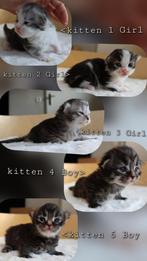 5 Maine Coon Mix Kittens geboren 01'03'26 volg op instagram, Meerdere dieren, Met stamboom, 0 tot 2 jaar