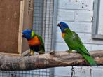 Lori van de blauwe bergen, Dieren en Toebehoren, Vogels | Parkieten en Papegaaien, Vrouwelijk, Papegaai, Geringd