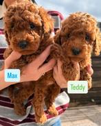 Toy Poedel, Dieren en Toebehoren, Poedel, 8 tot 15 weken, Meerdere dieren, Eén hond