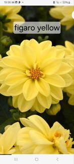 Dahlia knollen koop of ruil, Ophalen, Volle zon, Knol
