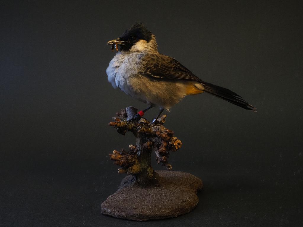 Opgezette Roetkopbuulbuul, Ophalen of Verzenden, Nieuw, Vogel, Opgezet dier