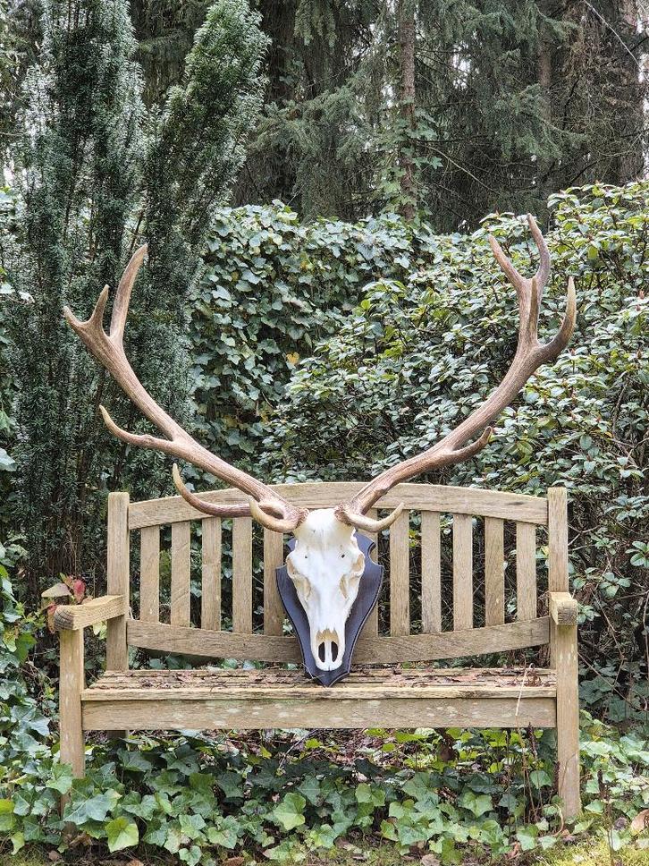 Mega Groot Zwaar Edelhert Gewei Trofee Jacht Hut Mancave, Verzamelen, Dierenverzamelingen, Gebruikt, Gewei of Kop, Hert, Ophalen