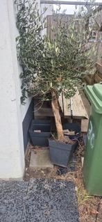 Olijfboom in pot, Ophalen, Volle zon, Vaste plant, Fruitplanten