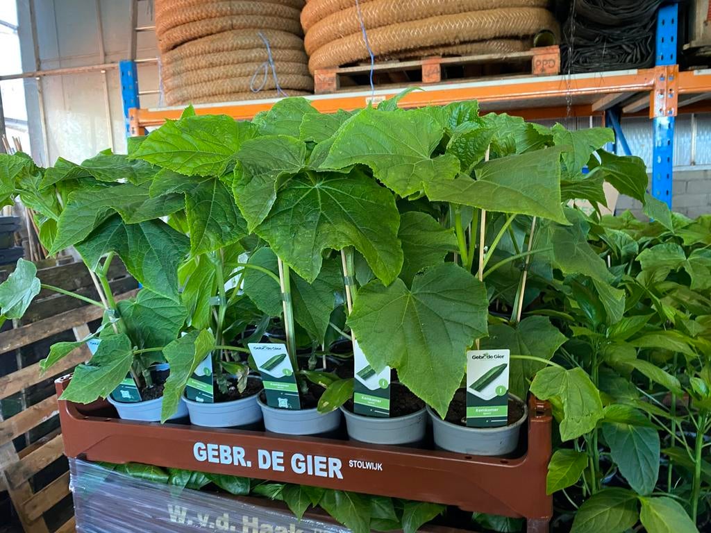 Geente komkommers, paprika, pepers, tomaten, Tuin en Terras, Planten | Tuinplanten, Ophalen, Eenjarig, Groenteplanten, Volle zon