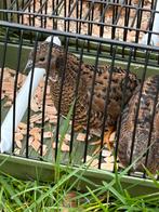 Chinese dwegkwartel, Vrouwelijk