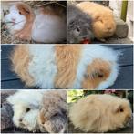 GEZOCHT! CH-TEDDY in creme, buff, wit en bont, Augustus, Vrouwelijk, Cavia