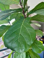 Fraaie tabaksplant incl. pot, Ophalen, 100 tot 150 cm, Overige soorten, Halfschaduw