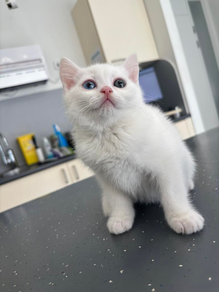 Britse korthaar poesje ODD EYES 🥰 mag Verhuizen!!, Dieren en Toebehoren, Poes, Ontwormd, 0 tot 2 jaar