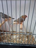 Mooie zebravinken goed van formaat, Meerdere dieren, Kleurkanarie