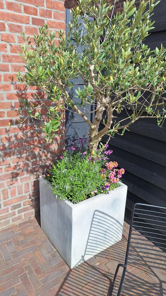 Olijfbomen (5 stuks) in potten - Compleet te koop, Tuin en Terras, Planten | Tuinplanten, Ophalen, Overige soorten