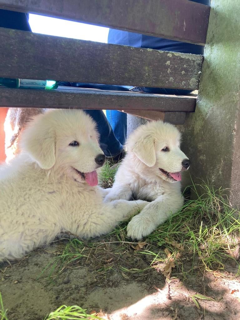 MAREMMA PUPS MET STAMBOOM, Dieren en Toebehoren, België, Fokker | Hobbymatig, 8 tot 15 weken, Parvo