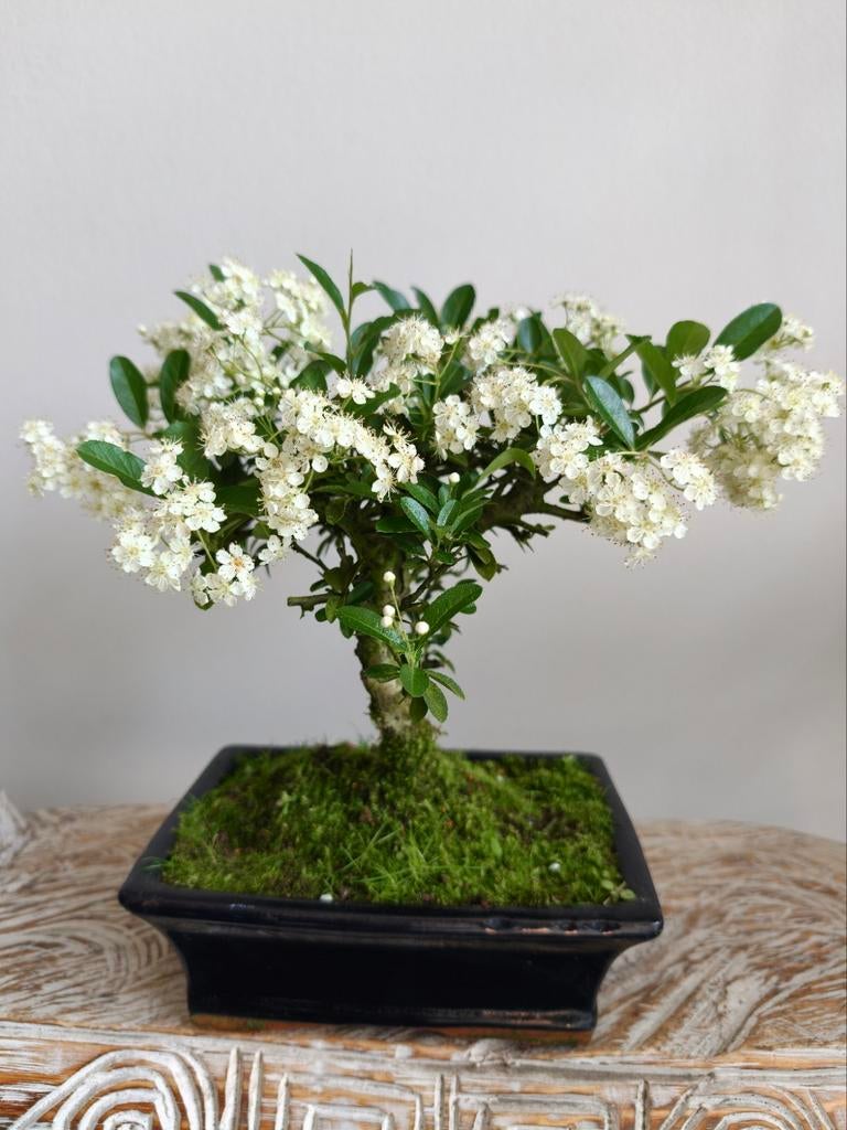 Pyracantha Bonsai, Bloeit niet, Halfschaduw, Minder dan 100 cm, Overige soorten