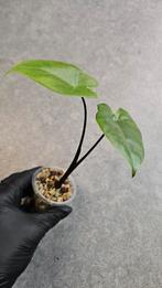Alocasia Macrorrhiza Black Stem, Ophalen of Verzenden, Halfschaduw, Minder dan 100 cm