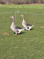Toulouse ganzen, Dieren en Toebehoren, Mannelijk, Gans of Zwaan