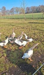 Schitterende jonge Twentse Landganzen bonte ganzen 27nov '25, Meerdere dieren, Gans of Zwaan