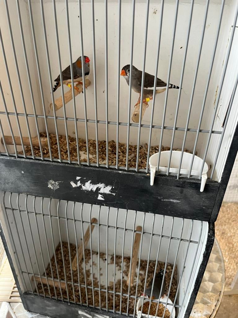 3x zebravinken, Dieren en Toebehoren, Vogels | Overige Vogels, Meerdere dieren