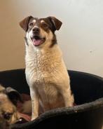 Medium mix teefje gesteriliseerd 4 jaar, Dieren en Toebehoren, Particulier, Buitenland, Teef, Parvo