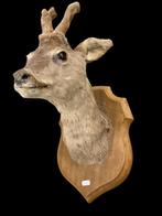 Opgezette hertenkop / ree of hert jachttrofee - taxidermie, Ophalen of Verzenden, Gebruikt, Hert, Opgezet dier