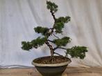 pre bonsai, Tuin en Terras, Ophalen