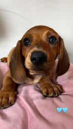 de allerliefste teckelpups, Dieren en Toebehoren, Honden | Teckels en Dashonden, België, Particulier, 8 tot 15 weken, Korthaar