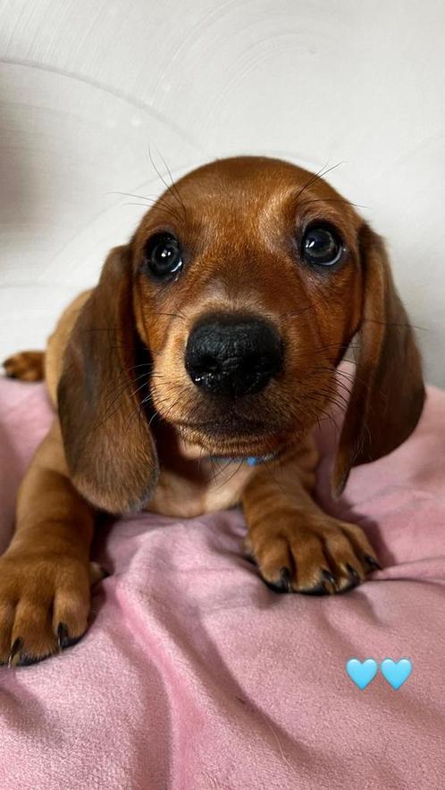 de allerliefste teckelpups, Dieren en Toebehoren, Honden | Teckels en Dashonden, Meerdere dieren, Korthaar, Dwerg, Particulier