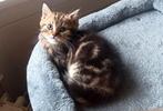 Prachtige Britse korthaar Golden tabby blotched kater 10week, Dieren en Toebehoren, Kater, Ontwormd