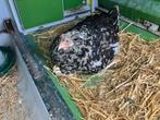 bloemenkip met kuikens, Dieren en Toebehoren, Meerdere dieren, Kip