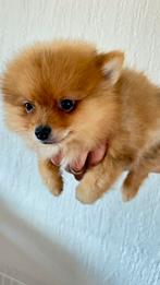 Prachtige orange pups een teefje en een reuke, Dieren en Toebehoren, Honden | Poolhonden, Keeshonden en Oertypen, België, Particulier