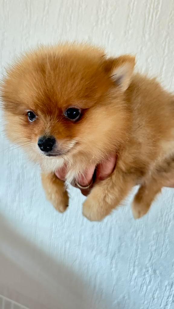 Prachtige orange pups een teefje en een reuke, Dieren en Toebehoren, Honden | Poolhonden, Keeshonden en Oertypen, Meerdere dieren