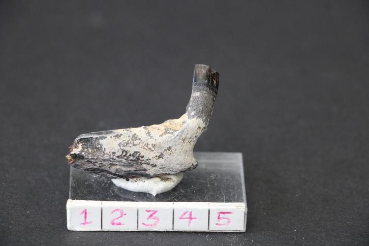 Enchodus Boven-Krijt, Verzamelen, Mineralen en Fossielen, Fossiel, Ophalen of Verzenden