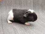 Cavia beertje 1, Dieren en Toebehoren, Cavia, Mannelijk, November, Tam