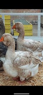 Ik zoek toulouse dwelap gent buff, Dieren en Toebehoren, Pluimvee, Mannelijk, Kip