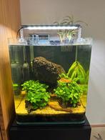 Dennerle aquarium (30l) + Cabinet + Accessories, Dieren en Toebehoren, Ophalen, Gebruikt, Gevuld zoetwateraquarium