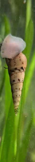Slakken ( Melanoides tuberculata) min. 10 stuks, Dieren en Toebehoren, Slak of Weekdier, Zoetwatervis
