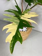 Philodendron Tortum x Florida Beauty Variegata, Huis en Inrichting, Ophalen of Verzenden, Overige soorten, Minder dan 100 cm