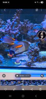 Tomini dokter vis zeewater, Dieren en Toebehoren, Vissen | Aquariumvissen, Vis, Zoutwatervis