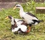 Broedeieren Indische loopeenden, Geslacht onbekend, Eend