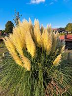 Mooie hoge pluimen, Ophalen, Nieuw