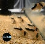 Hoplisoma adolfoi - corydora adolfoi, Vis, Zoetwatervis, Schoolvis