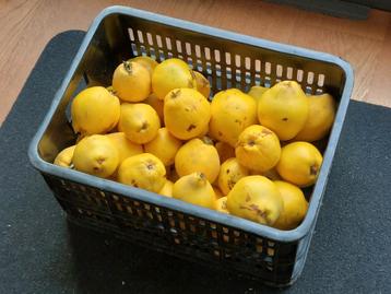 Kweeperen - 8 kg in kratje beschikbaar voor biedingen