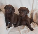 Mooie bruine labrador pups, Parvo, 8 tot 15 weken, Labrador retriever, Meerdere
