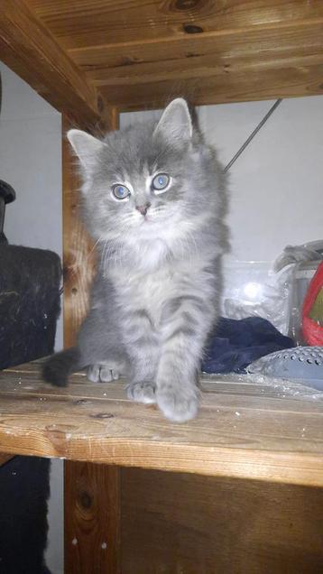 Ragdoll kittens mogen verhuizen  beschikbaar voor biedingen