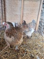 Brahma kippen te koop, Dieren en Toebehoren, Pluimvee