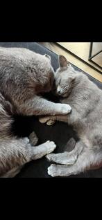 Britse korthaar katten, Dieren en Toebehoren, Katten en Kittens | Raskatten | Korthaar, Kater, 0 tot 2 jaar