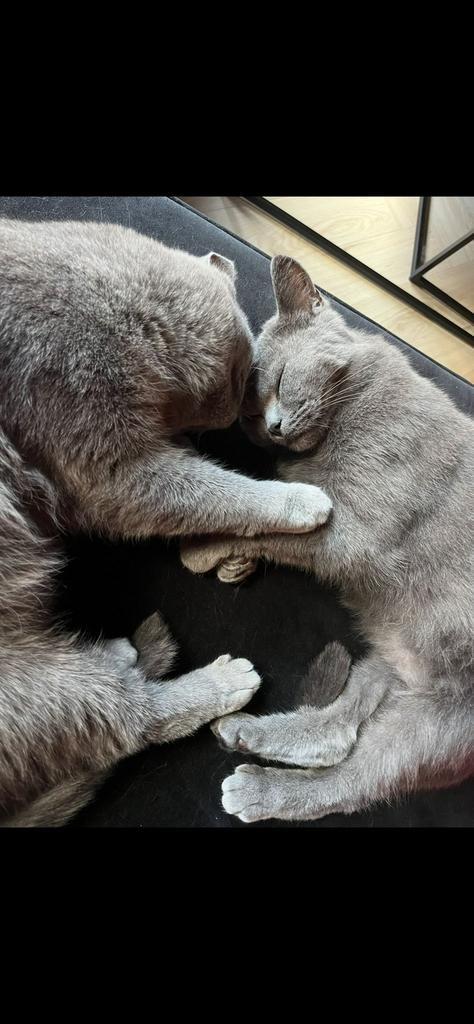 Britse korthaar katten, Dieren en Toebehoren, Katten en Kittens | Raskatten | Korthaar, Kater, 0 tot 2 jaar