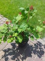 Japanse wijnbes Rubus phoenicolasius grote pot biologisch, Volle zon, Vaste plant, Ophalen of Verzenden, Zomer